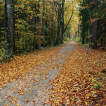 Chemin d'automne bis